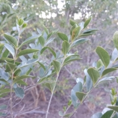 Ligustrum sinense at Symonston, ACT - 30 Sep 2018