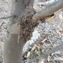 Papyrius nitidus (Shining Coconut Ant) at Symonston, ACT - 30 Sep 2018 by Mike