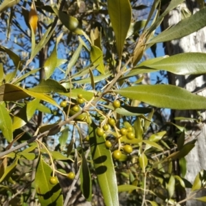 Olea europaea subsp. cuspidata at Symonston, ACT - 30 Sep 2018