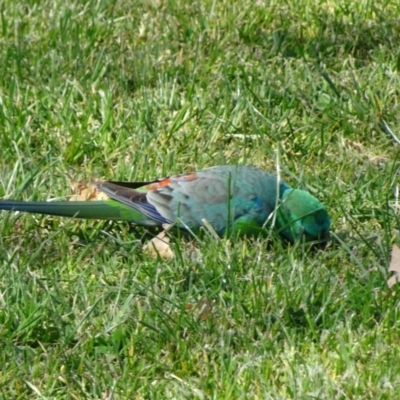 Psephotus haematonotus (Red-rumped Parrot) at Parkes, ACT - 28 Sep 2018 by JanetRussell