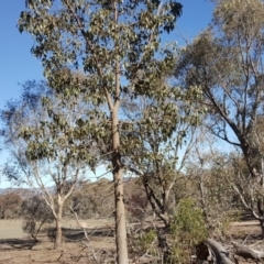 Brachychiton populneus subsp. populneus (Kurrajong) at Symonston, ACT - 30 Sep 2018 by Mike