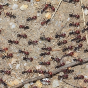 Iridomyrmex purpureus at Paddys River, ACT - 28 Sep 2018