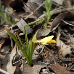 Diuris chryseopsis (Golden Moth) at Cook, ACT - 24 Sep 2018 by CathB