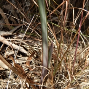 Calochilus platychilus at Cook, ACT - 26 Sep 2018