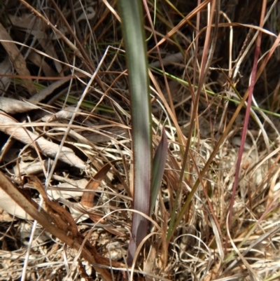 Calochilus platychilus (Purple Beard Orchid) at Cook, ACT - 26 Sep 2018 by CathB