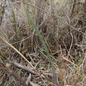 Calochilus platychilus at Cook, ACT - 26 Sep 2018