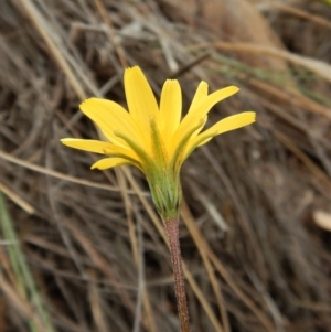 Microseris walteri at Cook, ACT - 26 Sep 2018 12:46 PM