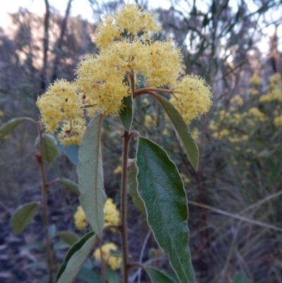 Pomaderris intermedia (Golden Pomaderris) at Dunlop, ACT - 27 Sep 2018 by CathB