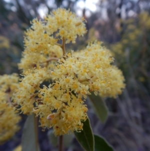 Pomaderris intermedia at Dunlop, ACT - 27 Sep 2018