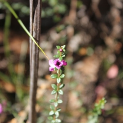 Tetratheca thymifolia (Black-eyed Susan) at Morton National Park - 30 Sep 2018 by nickhopkins