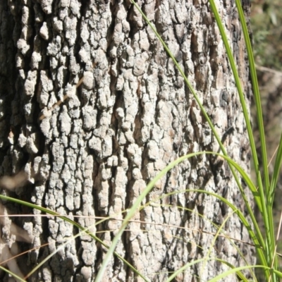 Corymbia gummifera (Red Bloodwood) at Yadboro, NSW - 30 Sep 2018 by nickhopkins