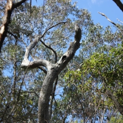 Native tree with hollow(s) (Native tree with hollow(s)) at Morton National Park - 30 Sep 2018 by nickhopkins