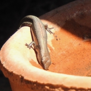 Lampropholis delicata at Aranda, ACT - 30 Sep 2018 01:58 PM