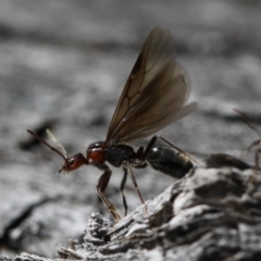 Papyrius nitidus (Shining Coconut Ant) at Ainslie, ACT - 30 Sep 2018 by SuziBond