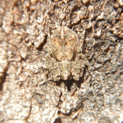 Stephanopis sp. (genus) (Knobbly crab spider) at Ainslie, ACT - 30 Sep 2018 by MichaelMulvaney