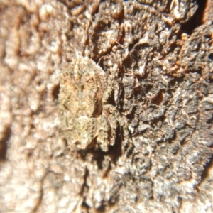 Stephanopis sp. (genus) at Ainslie, ACT - 30 Sep 2018