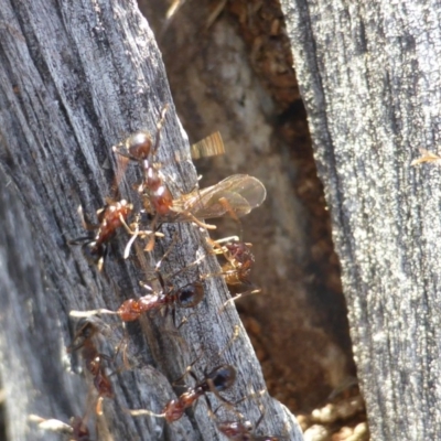 Papyrius nitidus (Shining Coconut Ant) at Symonston, ACT - 30 Sep 2018 by Mike