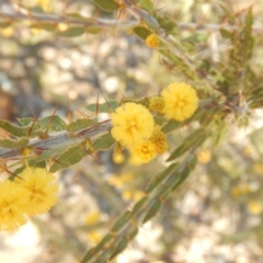 Acacia paradoxa at Ainslie, ACT - 30 Sep 2018