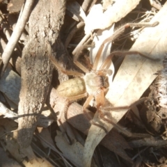 Delena cancerides (Social huntsman spider) at Mount Ainslie - 30 Sep 2018 by MichaelMulvaney