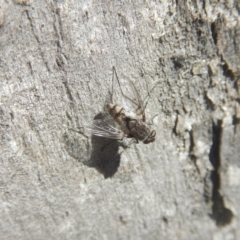 Senostoma sp. (genus) (A parasitoid tachinid fly) at Ainslie, ACT - 30 Sep 2018 by MichaelMulvaney