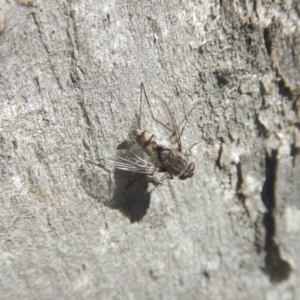 Senostoma sp. (genus) at Ainslie, ACT - 30 Sep 2018