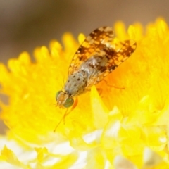 Tephritidae sp. (family) (Unidentified Fruit or Seed fly) at Sth Tablelands Ecosystem Park - 29 Sep 2018 by Harrisi