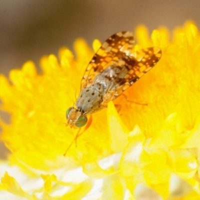 Tephritidae sp. (family) (Unidentified Fruit or Seed fly) at Sth Tablelands Ecosystem Park - 29 Sep 2018 by Harrisi