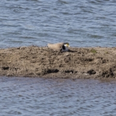 Vanellus miles (Masked Lapwing) at Illilanga & Baroona - 23 Sep 2018 by Illilanga