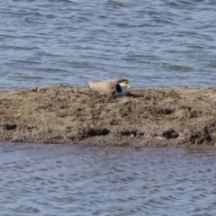 Vanellus miles (Masked Lapwing) at Michelago, NSW - 22 Sep 2018 by Illilanga