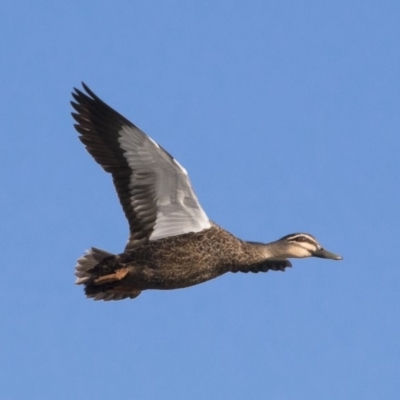 Anas superciliosa (Pacific Black Duck) at Michelago, NSW - 20 Sep 2018 by Illilanga