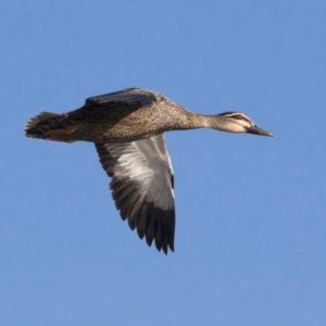 Anas superciliosa at Michelago, NSW - 20 Sep 2018