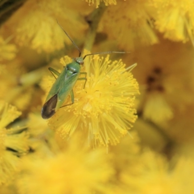 Miridae (family) (Unidentified plant bug) at Hackett, ACT - 27 Sep 2018 by Tim L