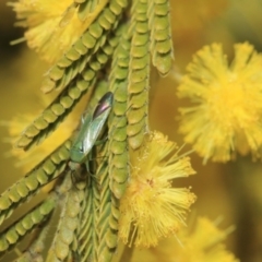 Miridae (family) at Hackett, ACT - 27 Sep 2018 12:50 PM