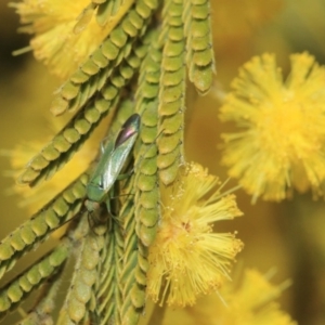 Miridae (family) at Hackett, ACT - 27 Sep 2018 12:50 PM