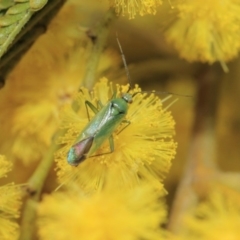 Miridae (family) at Hackett, ACT - 27 Sep 2018