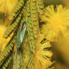 Miridae (family) at Hackett, ACT - 27 Sep 2018