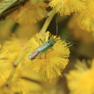 Miridae (family) at Hackett, ACT - 27 Sep 2018 12:50 PM