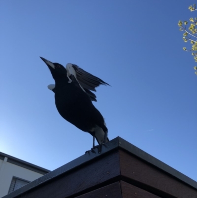 Gymnorhina tibicen (Australian Magpie) at Canberra, ACT - 30 Sep 2018 by AaronClausen