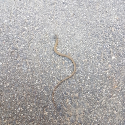 Delma inornata (Olive Legless-lizard) at Umbagong District Park - 30 Sep 2018 by Kyra