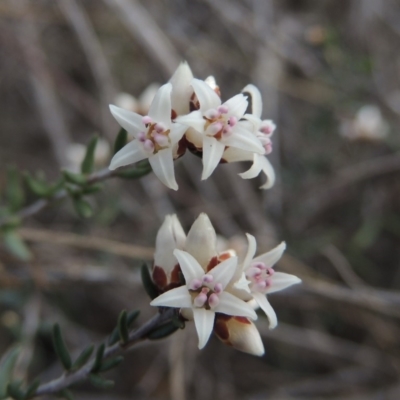 Cryptandra speciosa subsp. speciosa (Silky Cryptandra) at Bullen Range - 22 Sep 2018 by MichaelBedingfield