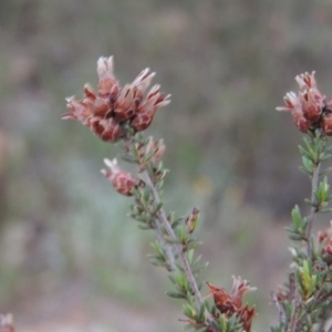 Cryptandra speciosa subsp. speciosa at Calwell, ACT - 7 Nov 2015