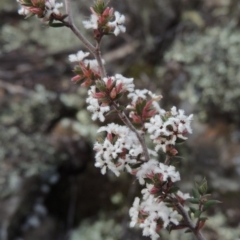 Leucopogon attenuatus (Small-leaved Beard Heath) at Bullen Range - 22 Sep 2018 by michaelb