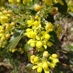 Berberis aquifolium at Reid, ACT - 28 Sep 2018 12:15 PM