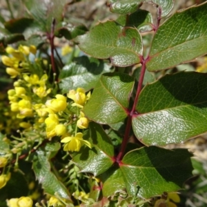 Berberis aquifolium at Reid, ACT - 28 Sep 2018