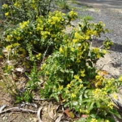 Berberis aquifolium at Reid, ACT - 28 Sep 2018