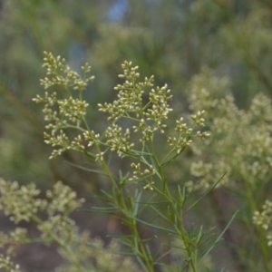 Cassinia quinquefaria at Wamboin, NSW - 30 Jan 2018