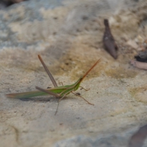 Acrida conica at Wamboin, NSW - 30 Jan 2018