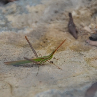 Acrida conica (Giant green slantface) at Wamboin, NSW - 30 Jan 2018 by natureguy