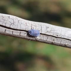 Pterohelaeus planus (Pie dish beetle) at Wamboin, NSW - 16 Mar 2018 by natureguy