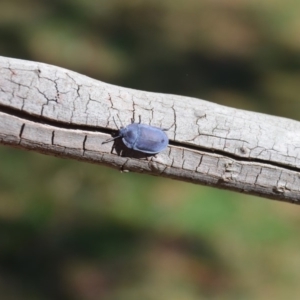 Pterohelaeus planus at Wamboin, NSW - 16 Mar 2018